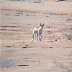 Canis lupus (Dingo / Wild Dog) at Lake Mackay, NT - 30 Dec 2024 by Darcy