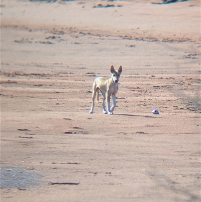 Canis lupus (Dingo / Wild Dog) at Lake Mackay, NT - 30 Dec 2024 by Darcy