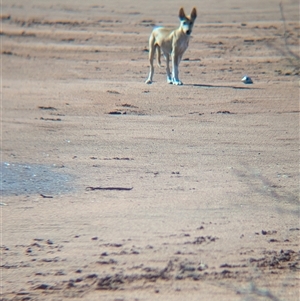 Canis lupus at Lake Mackay, NT - 30 Dec 2024 09:11 AM