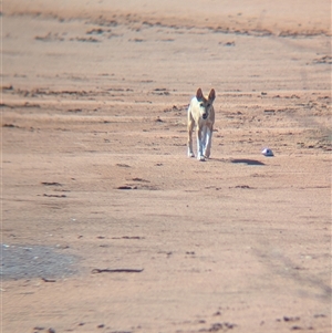 Canis lupus at Lake Mackay, NT - 30 Dec 2024 09:11 AM