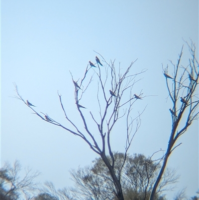 Nymphicus hollandicus (Cockatiel) at Lake Mackay, NT - 30 Dec 2024 by Darcy