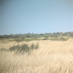 Dromaius novaehollandiae (Emu) at Lake Mackay, NT - 29 Dec 2024 by Darcy