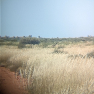 Dromaius novaehollandiae at Lake Mackay, NT - 30 Dec 2024