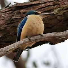 Todiramphus sanctus at Gundaroo, NSW - 8 Jan 2025 by MichaelWenke