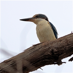 Todiramphus sanctus at Gundaroo, NSW - 8 Jan 2025 11:08 AM