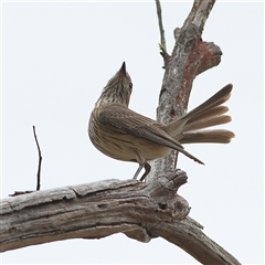 Pachycephala rufiventris (Rufous Whistler) at Gundaroo, NSW - 8 Jan 2025 by MichaelWenke