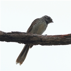 Rhipidura albiscapa (Grey Fantail) at Gundaroo, NSW - 8 Jan 2025 by MichaelWenke