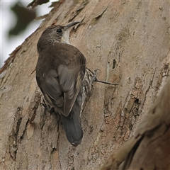 Cormobates leucophaea (White-throated Treecreeper) at Gundaroo, NSW - 8 Jan 2025 by MichaelWenke