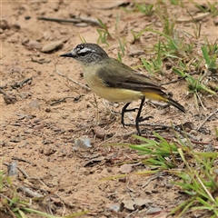 Acanthiza chrysorrhoa at Gundaroo, NSW - 8 Jan 2025 by MichaelWenke