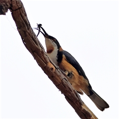 Acanthorhynchus tenuirostris (Eastern Spinebill) at Gundaroo, NSW - 8 Jan 2025 by MichaelWenke