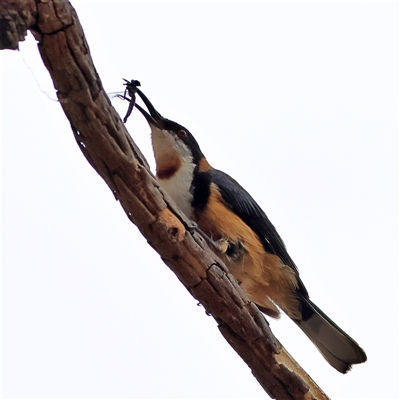 Acanthorhynchus tenuirostris (Eastern Spinebill) at Gundaroo, NSW - 8 Jan 2025 by MichaelWenke