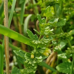 Melissa officinalis (Lemon Balm, Common Balm) at Lyneham, ACT - 9 Jan 2025 by trevorpreston