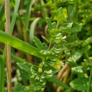 Melissa officinalis at Lyneham, ACT - 9 Jan 2025 11:07 AM