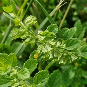 Melissa officinalis at Lyneham, ACT - 9 Jan 2025 11:07 AM