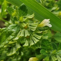 Melissa officinalis at Lyneham, ACT - 9 Jan 2025 11:07 AM