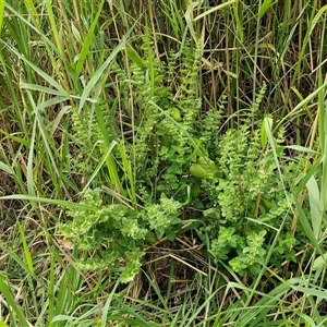 Melissa officinalis at Lyneham, ACT - 9 Jan 2025 11:07 AM