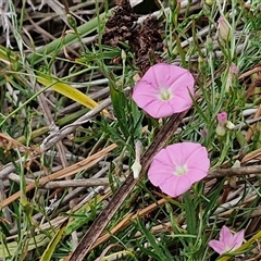 Convolvulus angustissimus subsp. angustissimus (Australian Bindweed) at Lyneham, ACT - 9 Jan 2025 by trevorpreston