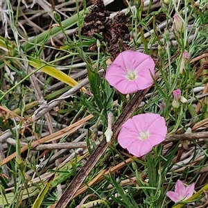 Convolvulus angustissimus subsp. angustissimus at Lyneham, ACT - 9 Jan 2025