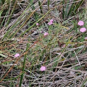 Convolvulus angustissimus subsp. angustissimus at Lyneham, ACT - 9 Jan 2025 11:03 AM