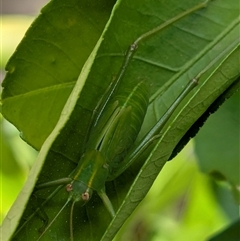 Caedicia simplex (Common Garden Katydid) at Page, ACT - 9 Jan 2025 by CattleDog