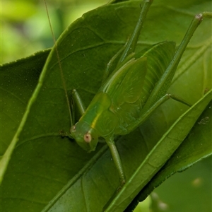 Caedicia simplex at Page, ACT - suppressed