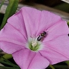 Lasioglossum (Homalictus) sphecodoides (Furrow Bee) at Lyneham, ACT - 9 Jan 2025 by trevorpreston