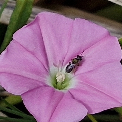 Unidentified Bee (Hymenoptera, Apiformes) at Lyneham, ACT - 9 Jan 2025 by trevorpreston