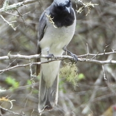 Coracina novaehollandiae (Black-faced Cuckooshrike) at Orangeville, NSW - 9 Jan 2025 by belleandjason