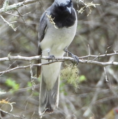 Coracina novaehollandiae (Black-faced Cuckooshrike) at Orangeville, NSW - 9 Jan 2025 by belleandjason