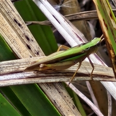 Unidentified Grasshopper (several families) at Lyneham, ACT - 9 Jan 2025 by trevorpreston