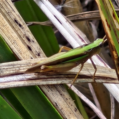 Caledia captiva (grasshopper) at Lyneham, ACT - 9 Jan 2025 by trevorpreston