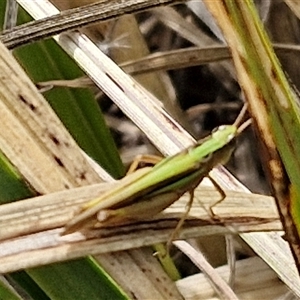 Caledia captiva at Lyneham, ACT - 9 Jan 2025 11:00 AM