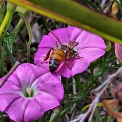 Apis mellifera (European honey bee) at Lyneham, ACT - 9 Jan 2025 by trevorpreston