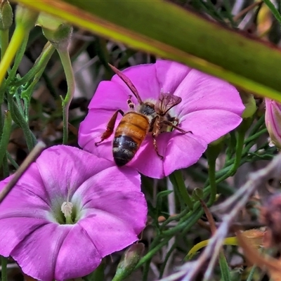 Apis mellifera at Lyneham, ACT - 8 Jan 2025 by trevorpreston