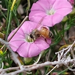 Apis mellifera at Lyneham, ACT - 9 Jan 2025 10:59 AM