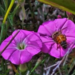 Apis mellifera at Lyneham, ACT - 9 Jan 2025 10:59 AM