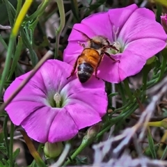 Apis mellifera at Lyneham, ACT - 9 Jan 2025 10:59 AM