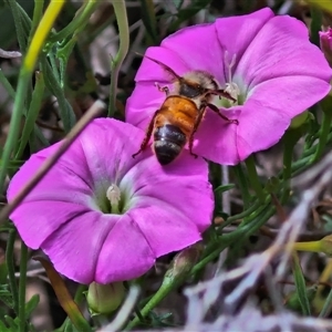 Apis mellifera at Lyneham, ACT - 9 Jan 2025 10:59 AM