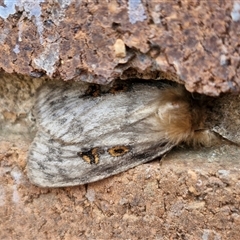 Leptocneria reducta (White Cedar Moth) at Lyneham, ACT - 9 Jan 2025 by trevorpreston