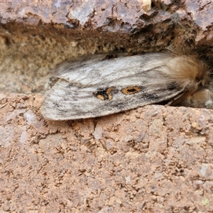 Leptocneria reducta at Lyneham, ACT - 9 Jan 2025 10:46 AM