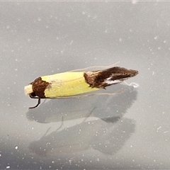 Edosa xystidophora (Tineid moth) at Lyneham, ACT - 9 Jan 2025 by trevorpreston
