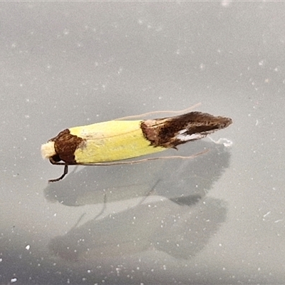 Edosa xystidophora (Tineid moth) at Lyneham, ACT - 9 Jan 2025 by trevorpreston