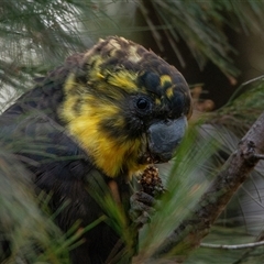 Calyptorhynchus lathami lathami (Glossy Black-Cockatoo) at Buxton, NSW - 30 Aug 2019 by poida84