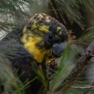 Calyptorhynchus lathami lathami (Glossy Black-Cockatoo) at Buxton, NSW by poida84