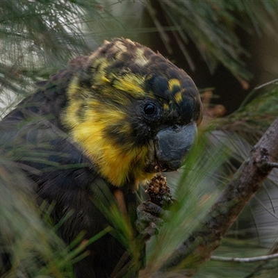 Calyptorhynchus lathami lathami (Glossy Black-Cockatoo) at Buxton, NSW - 30 Aug 2019 by poida84