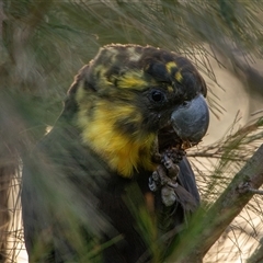Calyptorhynchus lathami lathami at Buxton, NSW - suppressed
