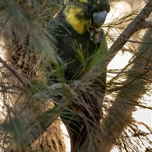 Calyptorhynchus lathami lathami at Buxton, NSW - suppressed