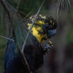 Calyptorhynchus lathami lathami (Glossy Black-Cockatoo) at Buxton, NSW - 28 Aug 2019 by poida84