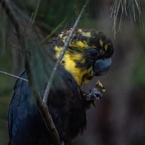 Calyptorhynchus lathami lathami at Buxton, NSW - suppressed