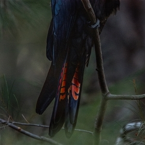 Calyptorhynchus lathami lathami at Buxton, NSW - 28 Aug 2019